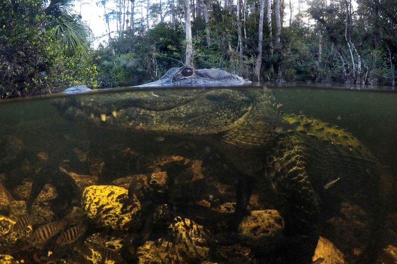Alligator Trails And Peat Formation