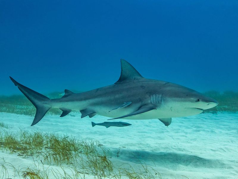 Bull Shark