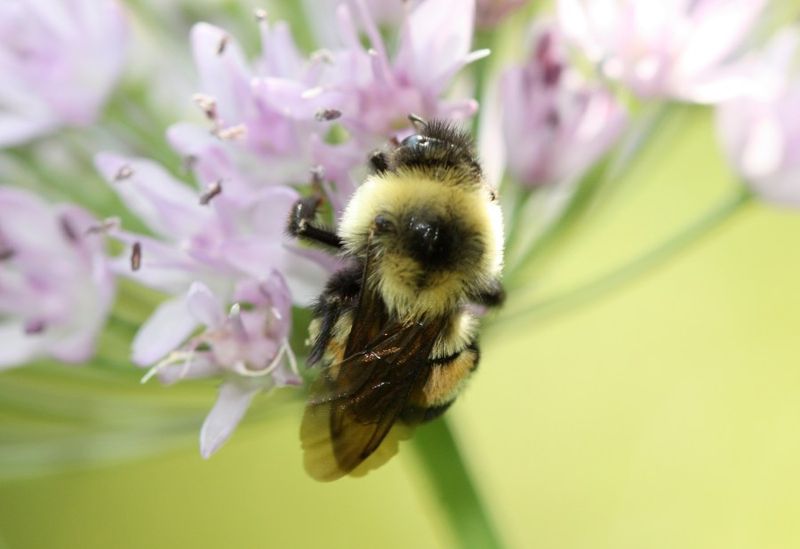 How To Create A Bumblebee-Friendly Garden