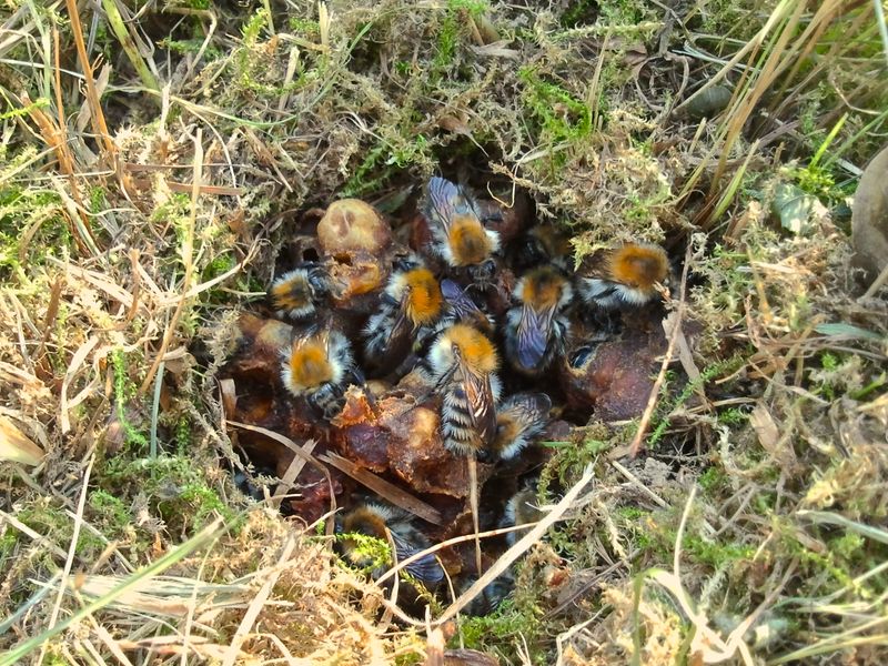 How Tiny Nests House Busy Pollinators