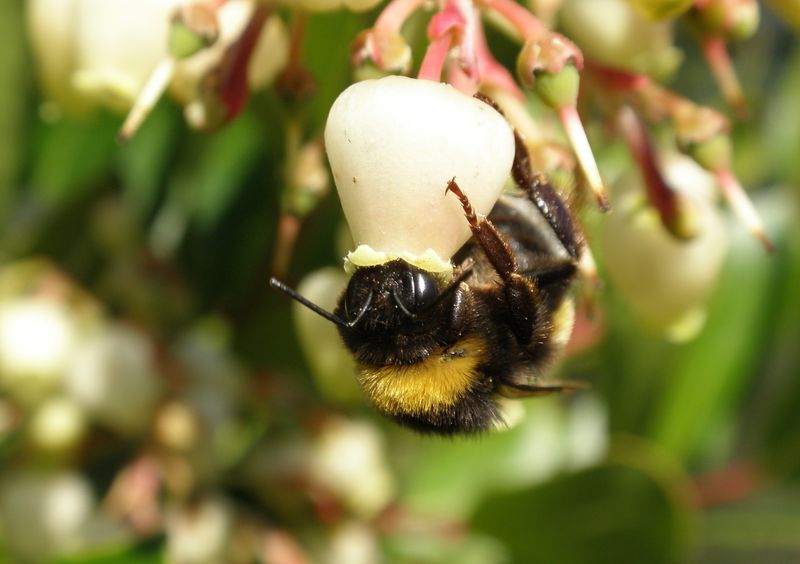 The Unique Way Bumblebees Pollinate Flowers