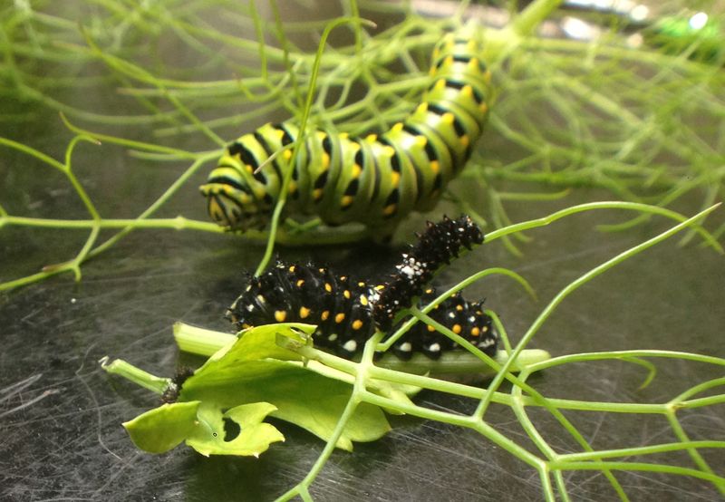 Feeding Habits Throughout The Caterpillar Stages