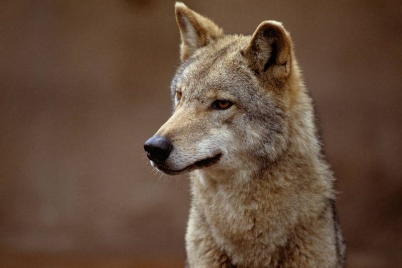 Coyotes Are Highly Intelligent