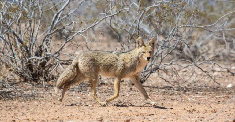 Why Coyotes Adapt Much Faster Than Any Other Predator
