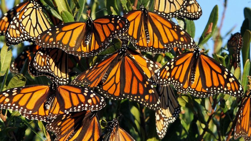 Monarch Butterfly Migration: What You Need To Know For Delaware