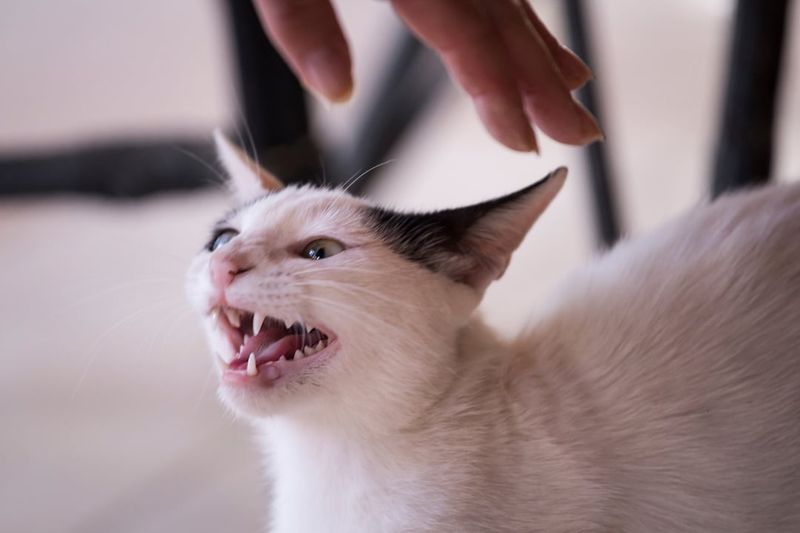 How Do I Know If My Cat Is In Pain?