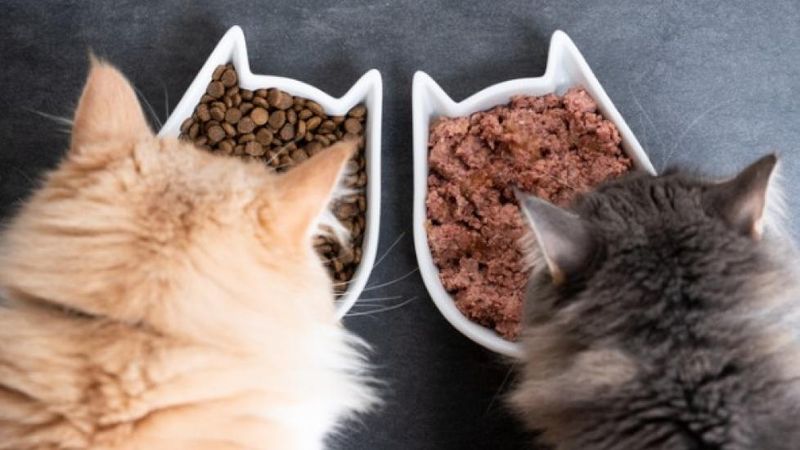 Is Wet Food Really Better Than Dry Kibble?