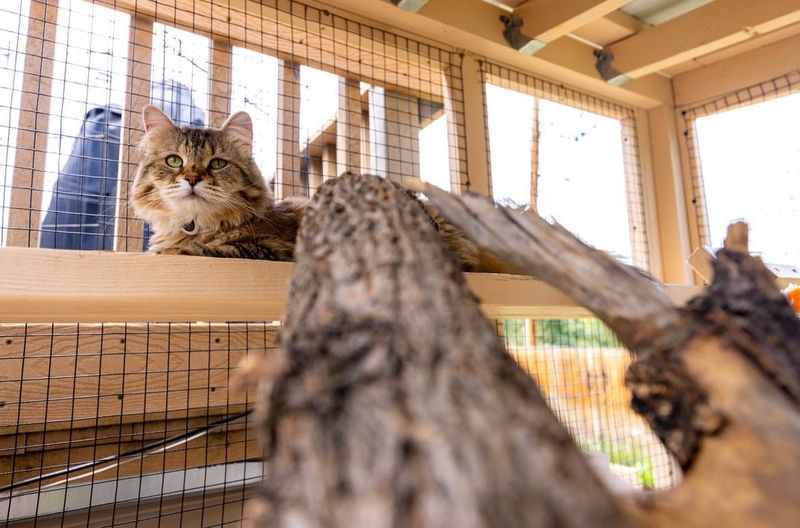 Is It Cruel To Keep Cats Indoors Only?