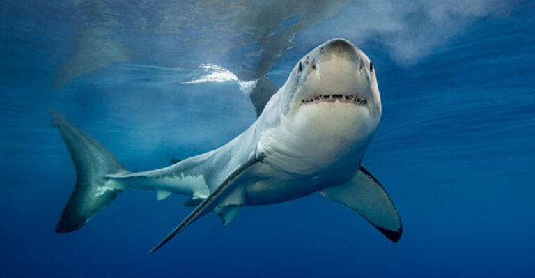 Why Great White Sharks Prefer Certain Coastal Waters
