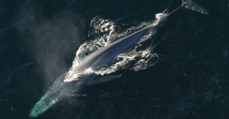 Why One Blue Whale Holds The Power To Reshape An Entire Ecosystem