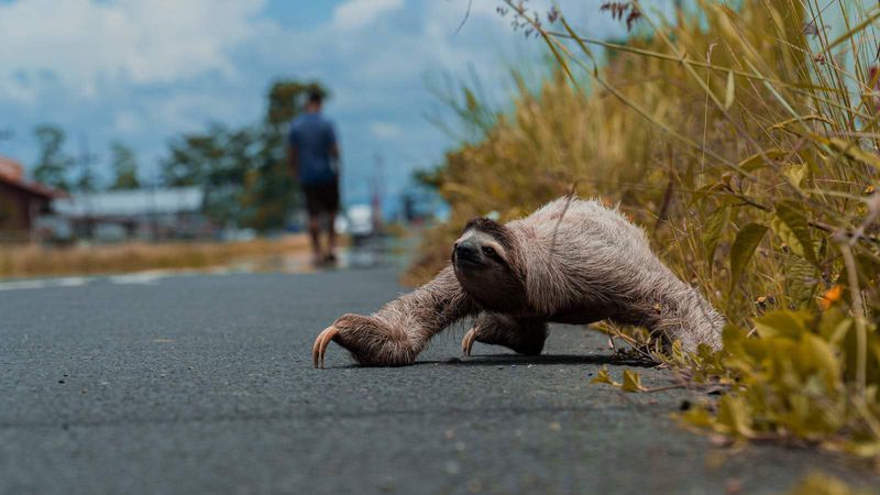 Florida's Ancient Megafauna