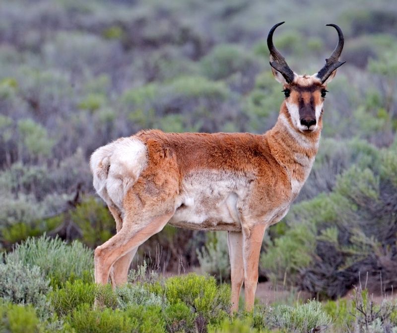 The Pronghorn's Unique Evolutionary Traits