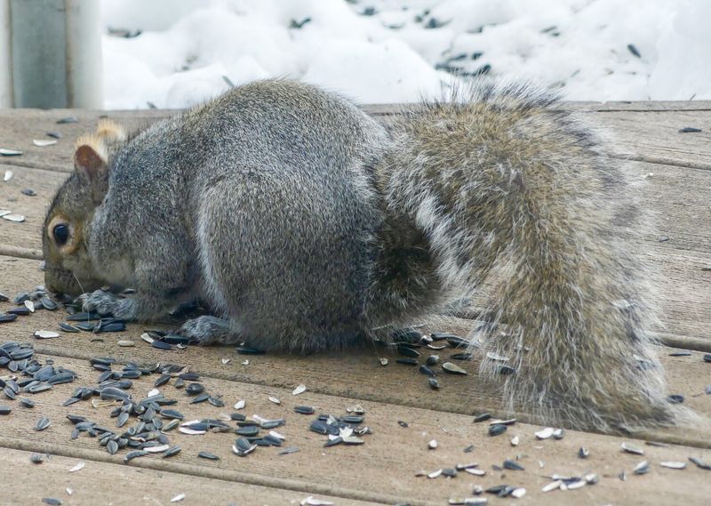 The Grey Squirrel Invasion