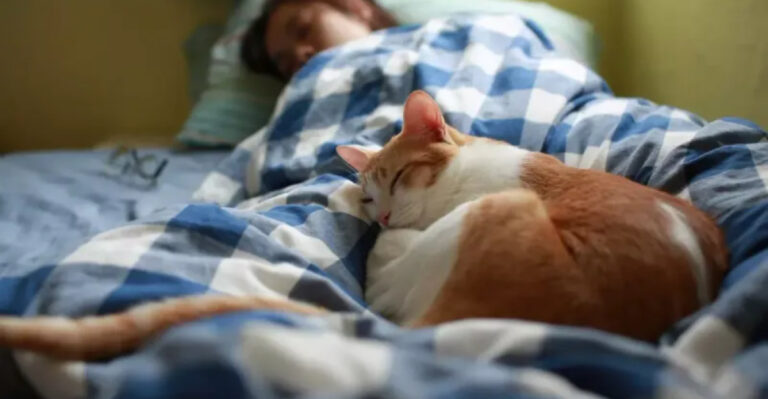 Why Some Cats Sleep Next To Their Owners – But Face Away