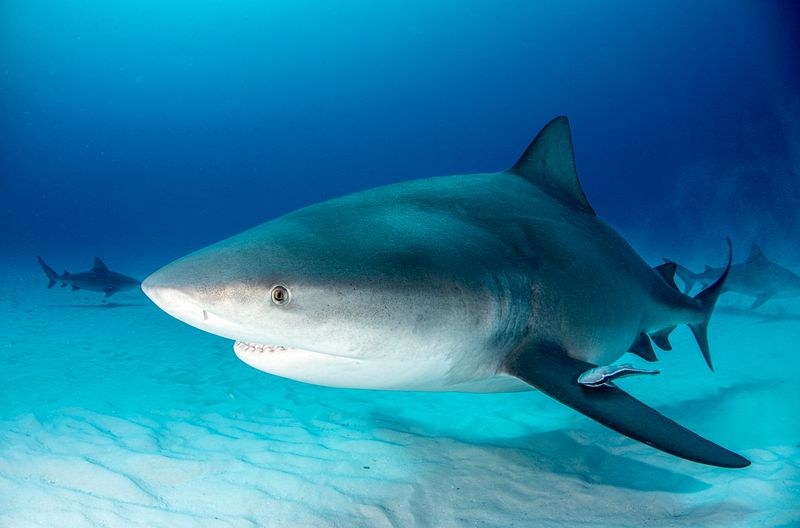 Why Are Some Sharks Venturing Into American Rivers?