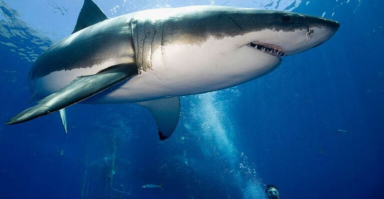 Why Some Sharks Are Venturing Into American Rivers (And What Keeps Others In The Ocean Depths)