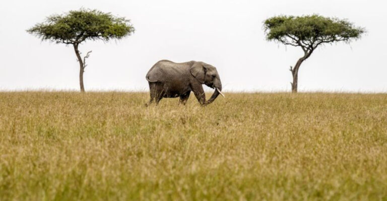 Why The Great Plains Might Become A New Home For Elephants