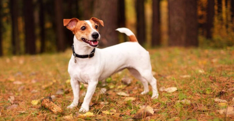 Why The Jack Russell Terrier Is Perfect For Active Dog Owners