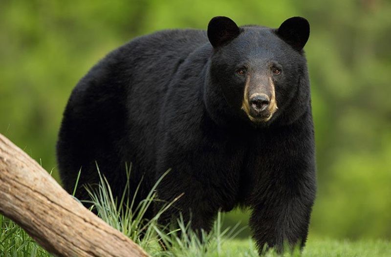 Black Bears In The Smokies: A Dominant Species