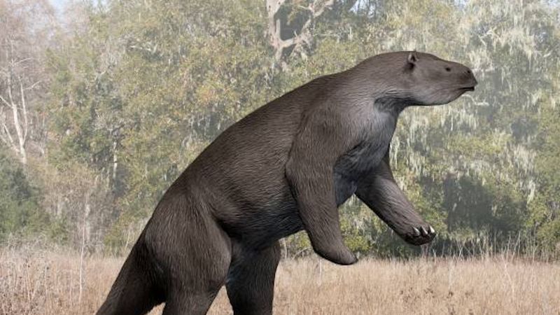 What Caused Giant Sloths To Vanish
