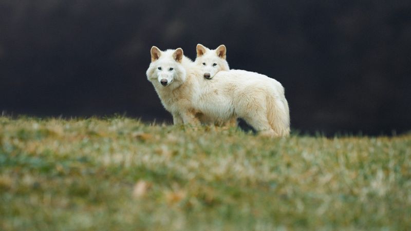 Dire Wolves: A Step Toward Larger Species
