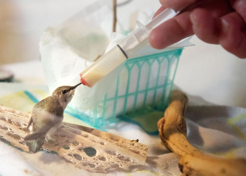What To Do If You Find A Baby Hummingbird?