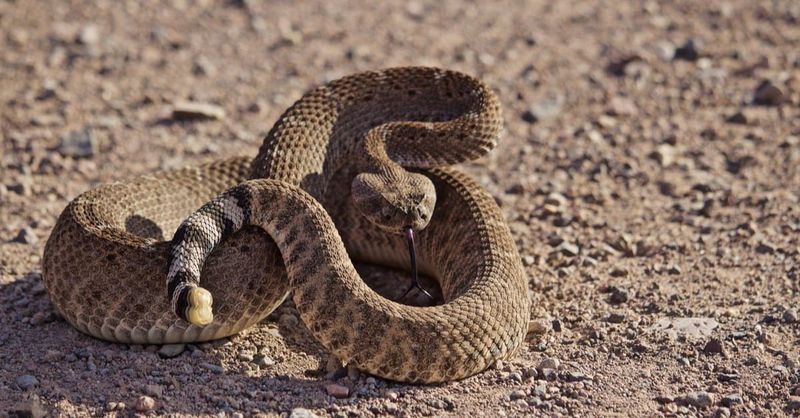 Yellowstone's Snakes Are Wild, Not Pets