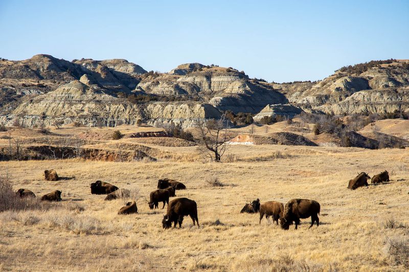 Theodore Roosevelt National Park's Presidential Herd