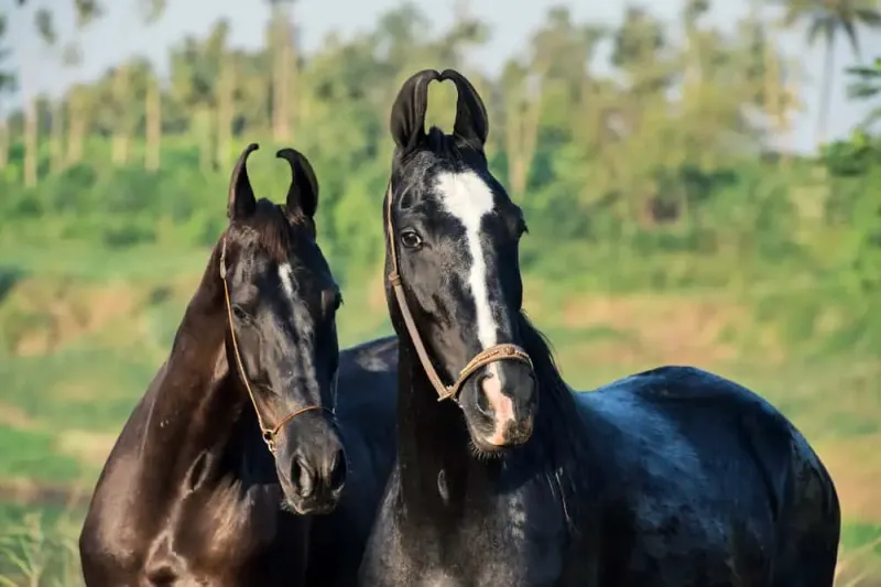 The Unbridled Marwari: Curved Ears, Curved Learning
