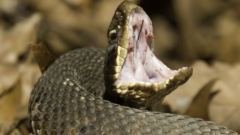 Cottonmouth Snake: Swamp Striker