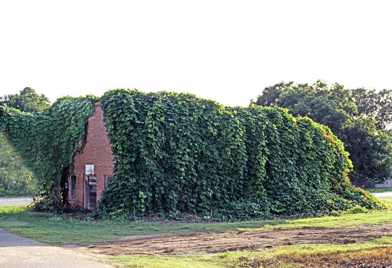 Kudzu