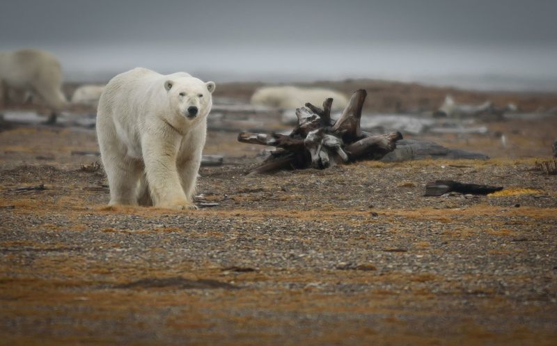 Polar Bears