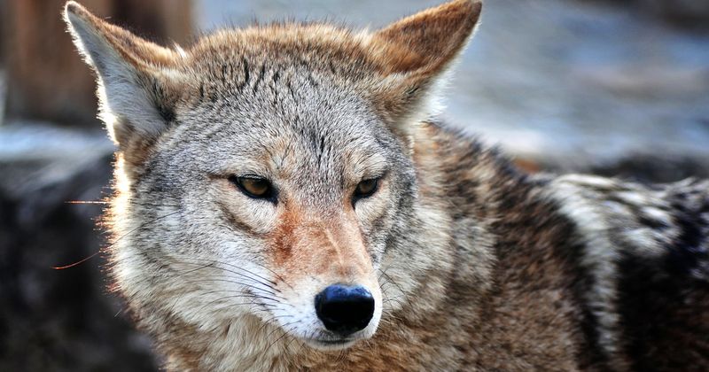 Coyotes