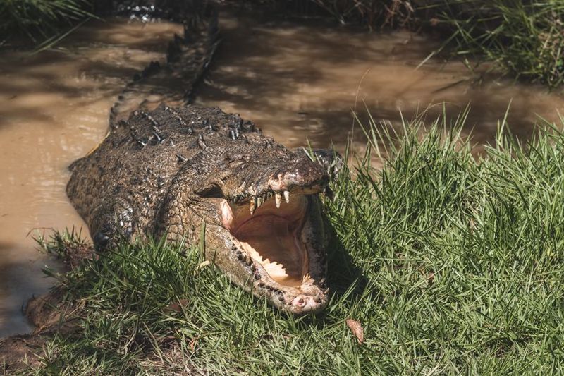 Crocodiles