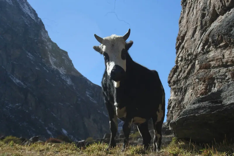 The History Of Cattle Domestication