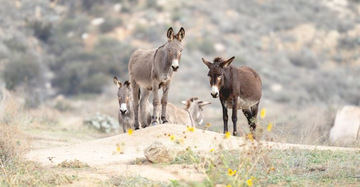 Wild Donkeys: A Tale Of Strength, Loyalty, And Survival