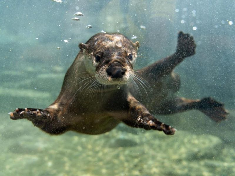 North American River Otter