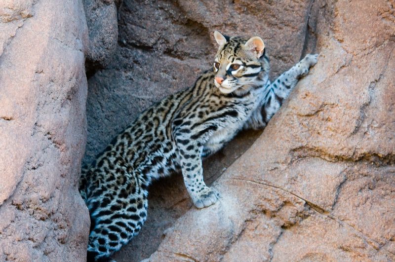 Ocelot – Arizona