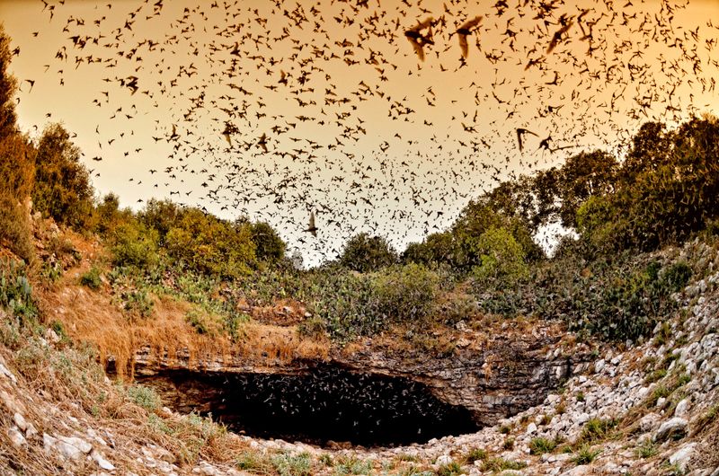 Monarch Bats: Mexico's Flying Marathoners