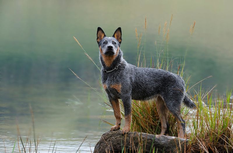 Ranch Hands: Australian Cattle Dogs