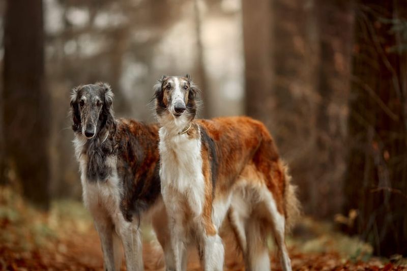 Self-Sovereign Borzoi