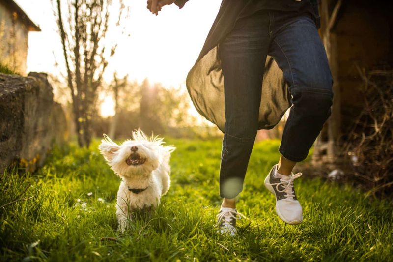 Previous Experience With Pets