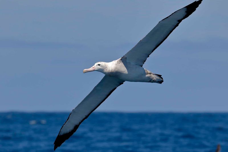 Incredible Wing-to-Body Ratios