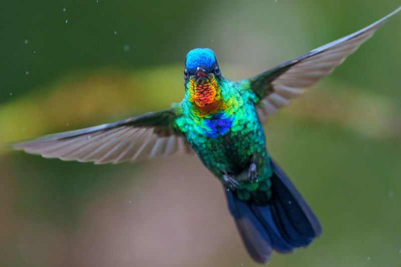 Feather Colors Come From Structure, Not Just Pigment
