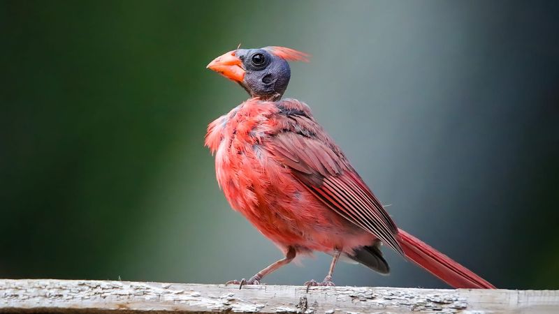 Molting Maintains Flight Performance