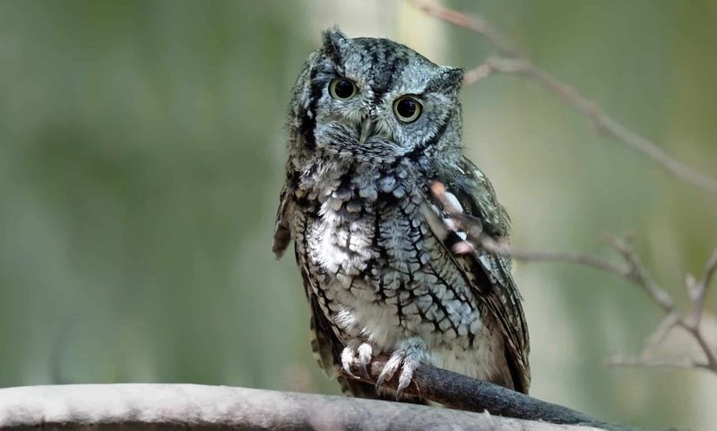Master Of Disguise: Eastern Screech Owl