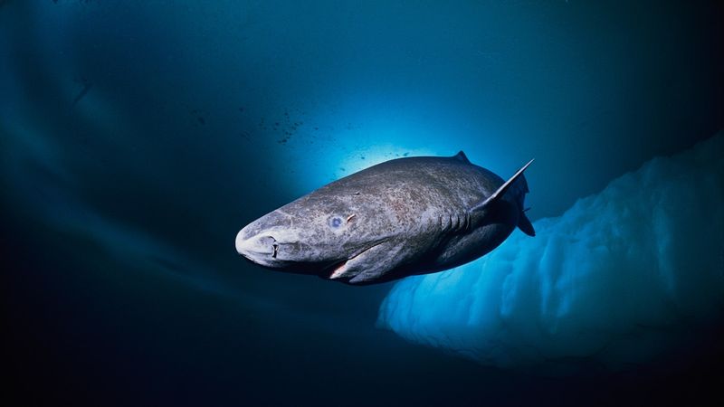 Eternal Swimmers Of The Arctic