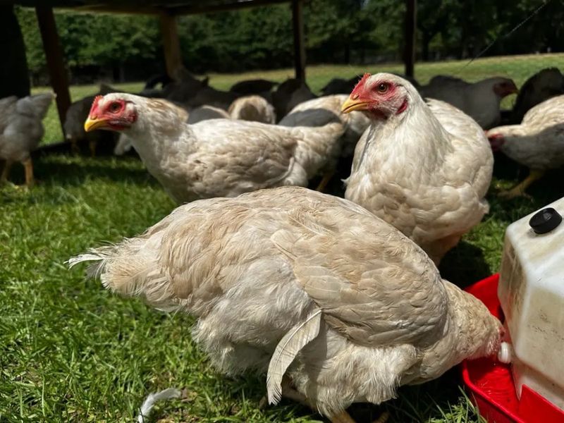 Efficient Farm Helpers: Cornish Cross Chickens