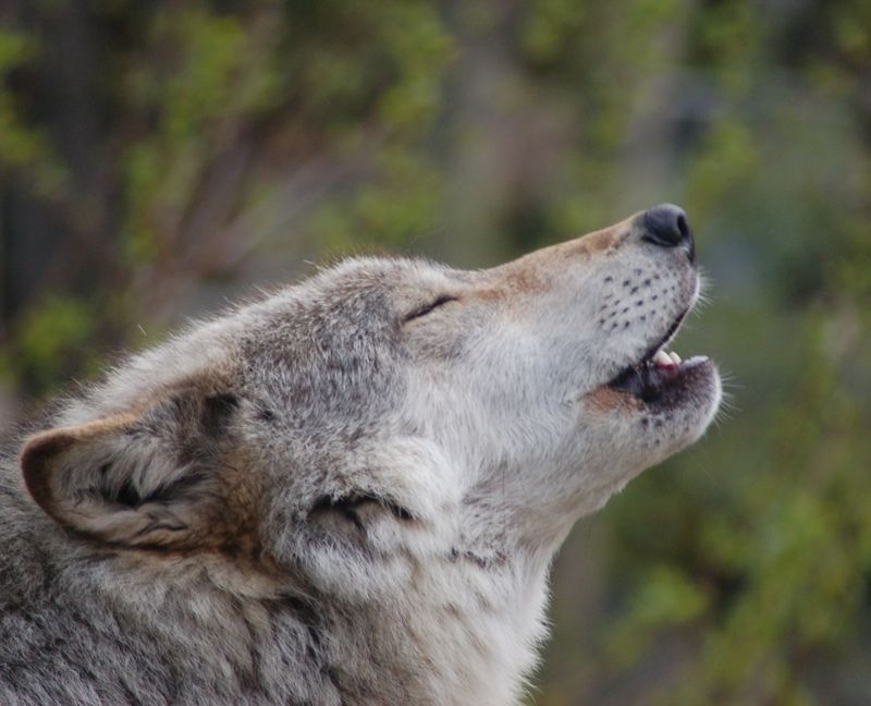 Communication Beyond Howls