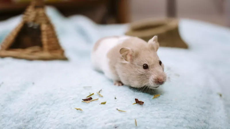 Hamsters And The Great Winter Dig